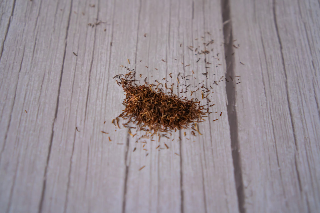 Cornsilk image 2