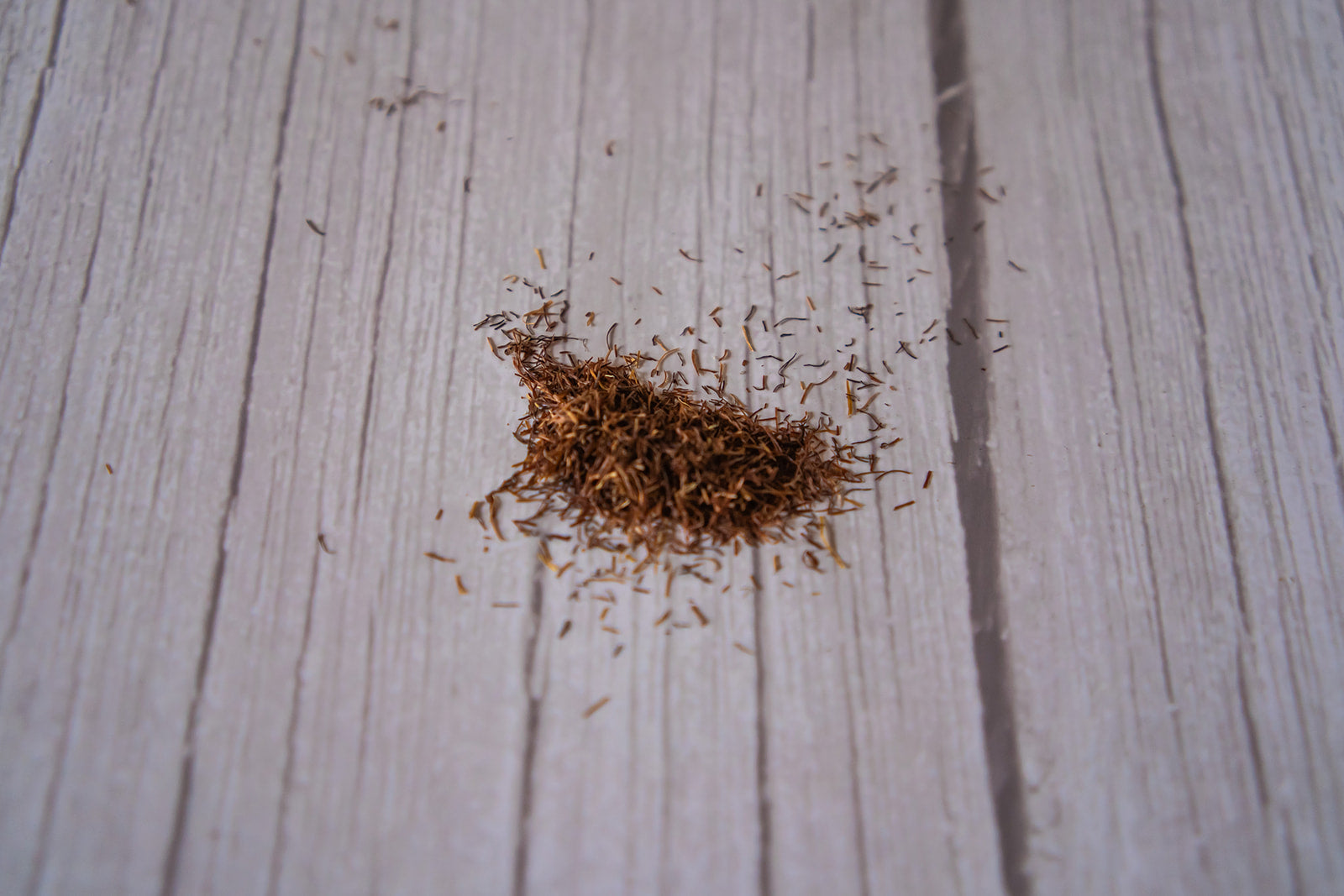 Cornsilk image 2