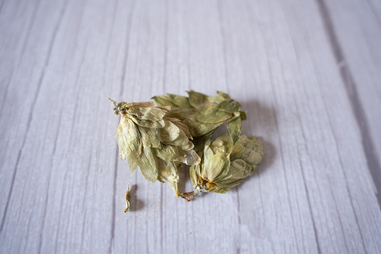 Hops image 2