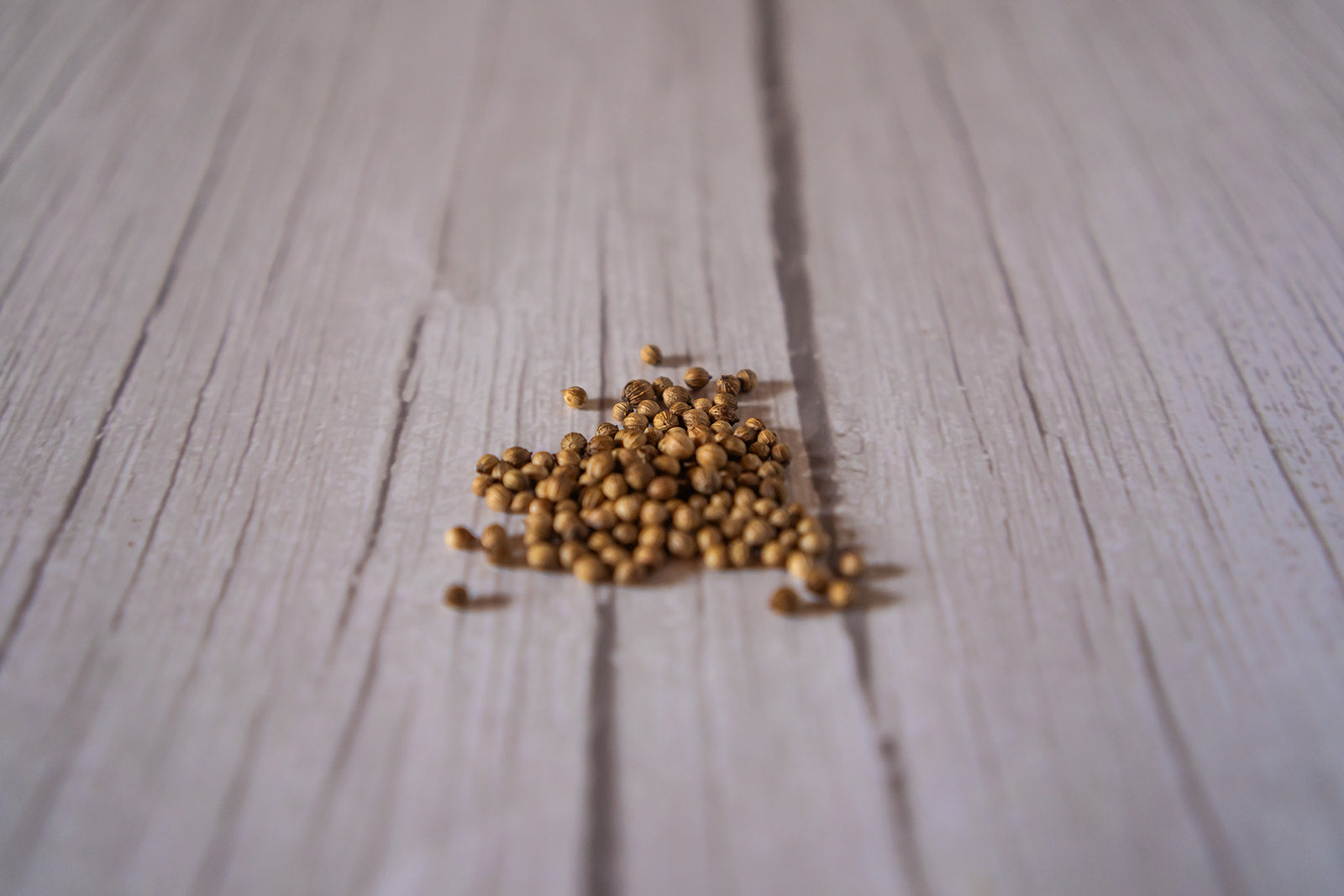Coriander Seed, Whole organic image 3